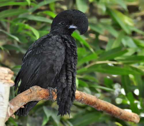 end0skeletal: The long-wattled umbrellabird (Cephalopterus penduliger) is a frugivorous  Umbrel