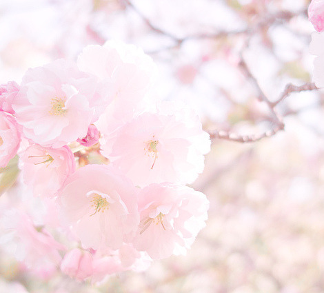 mischkascuteworld:Sakura | Edits | Originals: 1, 2, 3, 4 