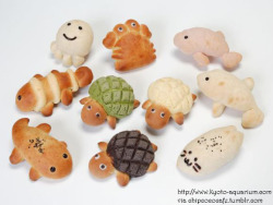 chipcococafe:  Sweet Breads from Kyoto Aquarium