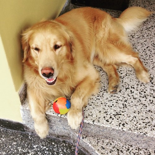 El es el perro del edificio y es la cosa más consentida del planeta! Todos lo apapuchamos #luca #gol