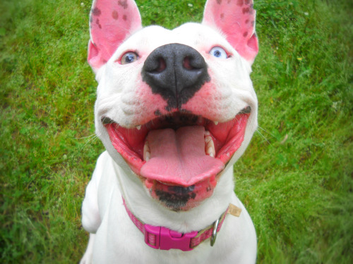 handsomedogs:   Smile!  This is Rosie, my adult photos