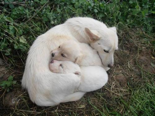 peetbools: alopekis female with pups