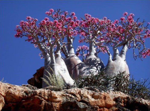 fabricofconsciousness:  roamobile-h2:  Isla Socotra  SERIOUSLY  AH SO COOOL 