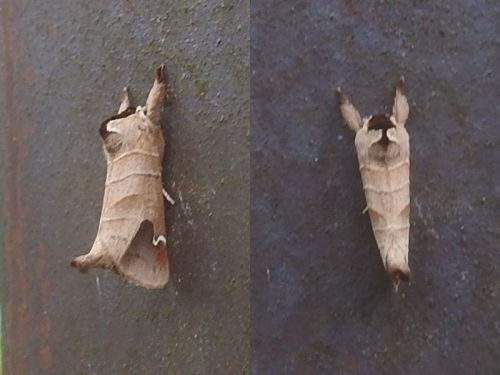 ニセツマアカシャチホコ、Clostera albosigma curtuloides、9月4日、愛知県