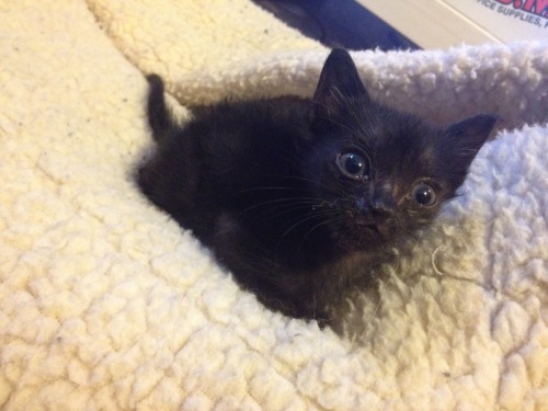 hillarygayle: thrintagecats: catsbeaversandducks: His name is Bartok and he’s the cutest baby 