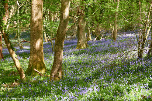 Bluebell Woods