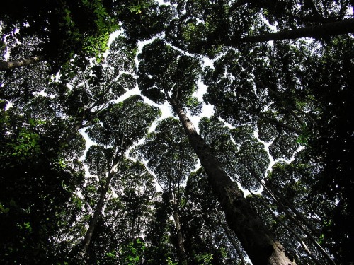 sharethyknowledge:Crown Shyness. Crown shyness is a phenomenon observed in some tree species, in w