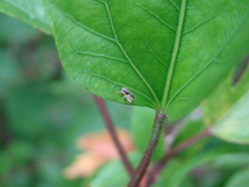 Estaba aburrido y le saqué fotos a una mosca rara y a una arañita.