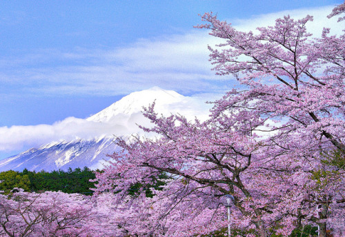 Mt. Fuji &amp; Sakur