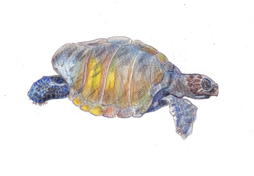 Green turtleHawksbill turtleLoggerhead turtleOlive Ridley turtleLeatherback turtlewatercolour pencil