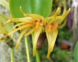 orchid-a-day: Pleurothallis hitchcockii Syn.: Talpinaria hitchcockii January 28, 2019 