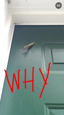 myhairiscoolerthanurs:  The thrilling saga of a praying mantis WHO REFUSES TO GET OFF MY DOOR  Well. Time to burn the house.