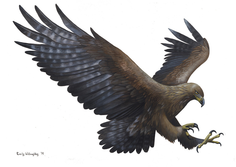 The Modern “Terrible Claw”And another for the “ha! Feathered dinosaurs aren’t scary, you say?” sentiment that has been particularly salient lately with the release of some new film or other.
The golden eagle, Aquila chrysaetos, is bar-none one of the...