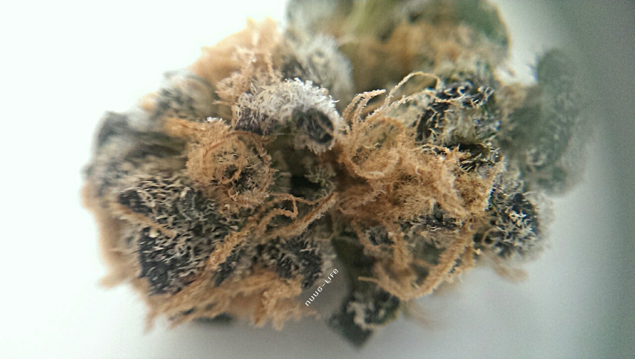 nuug-life:  girl scout cookies 🍪