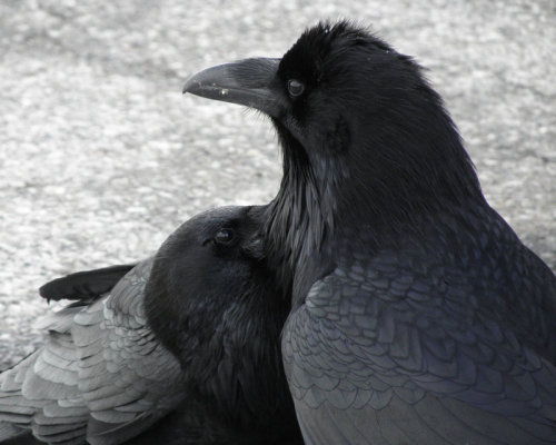 iheartcrows:A Thick Neck Beard by Canislupuscorax