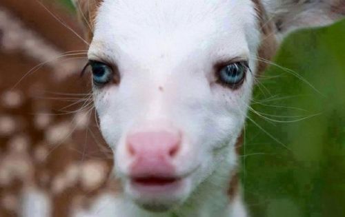 deer