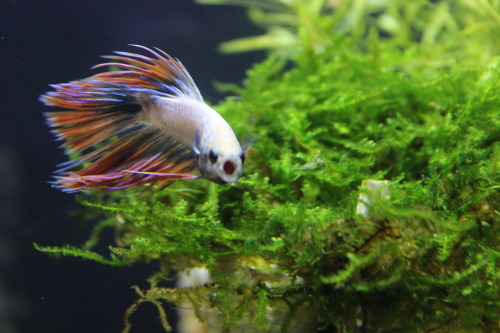 betta-adventures:granulated-thought:So I just got 4 Pygmy Corys to keep my new Betta company, I don’