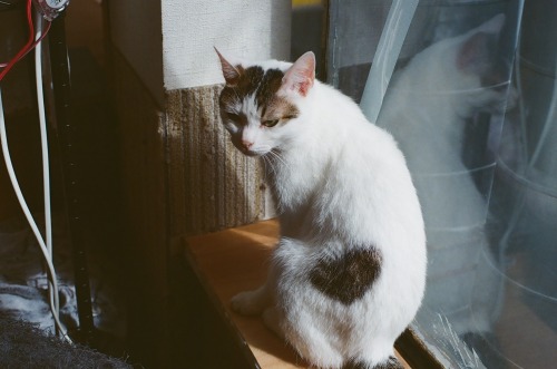 保護猫カフェ「猫の恵庭」