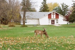 goldenprairies:divine fawns