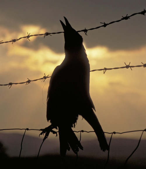 Barbed Wire Victim No.1