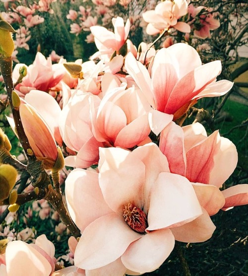 venusverticordias: Magnolias in Vojanovy Sady park, Prague by ani_pretty_