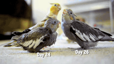 Porn gifsboom:  Baby Cockatiels’ first 30 days. photos