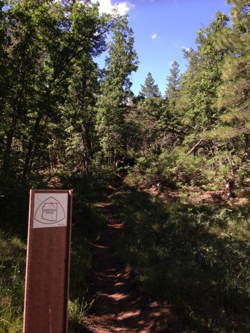 Arizona Trail #mogollonrim #arizonatrail