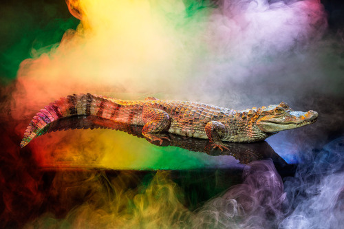 moon83:  Animal Lectures #01 Caiman crocodilus by Andrew McGibbon WWW // Behance // Tumblr 