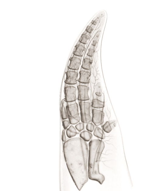 Comparative Illustrations Of Hands For National Geographic Magazine ByBryan Christie Design