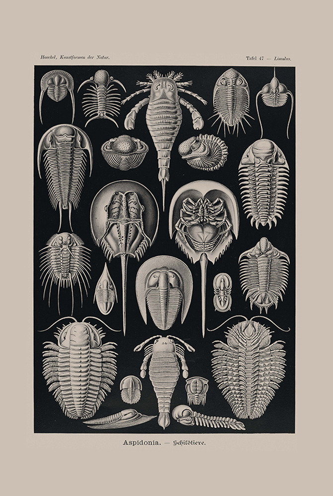 Aspidonia Illustration
Ernst Haeckel in his work Kunstformen der Natur (1899-1904), grouped together these specimens, including trilobites (which are extinct) and horseshoe crabs, so the viewer could clearly see similarities that point to the...