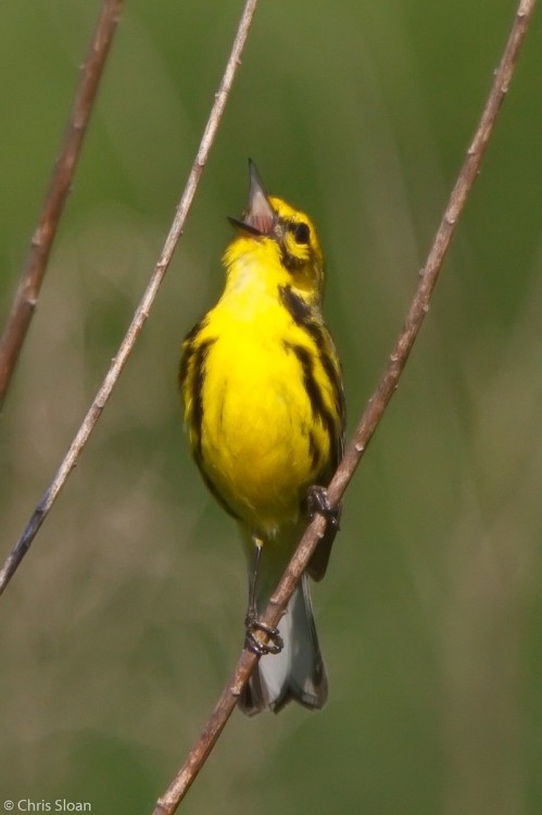 birds-that-screm: Prairie Warbler (Setophaga discolor)© Christopher Sloan