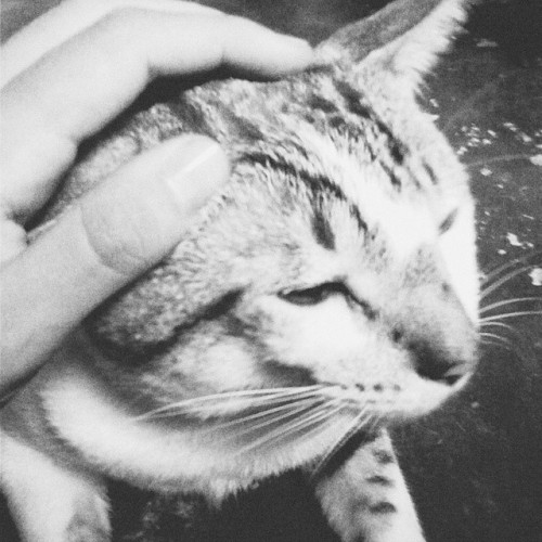 Alguém se encontra carente hoje… #kitten #photograph #photo