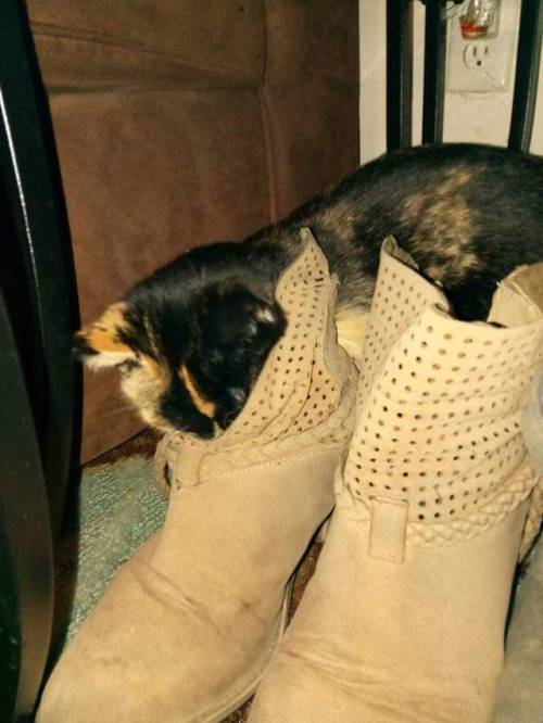 animaprincess1:My little fur-niece, Harvey; she’s into shoes just like her mommy @mostlycatsmo