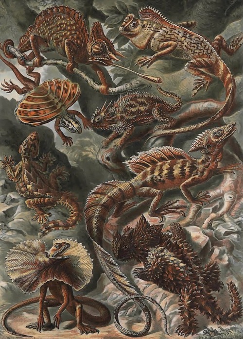 Ernst Haeckel - Kunstformen der Natur - 1899 - via Internet Archive (also via Wikimedia)