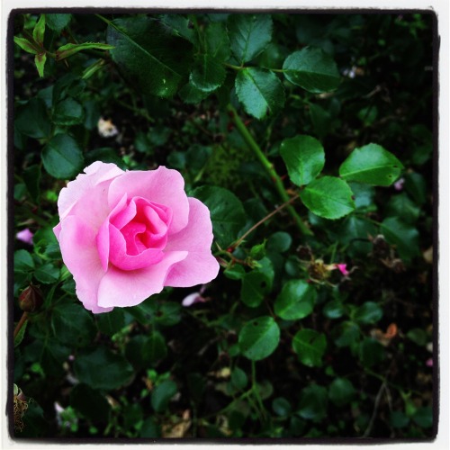 Pictures Of Flowers Taken Throughout The Year (Plus A Snail My Nephew Adopted)