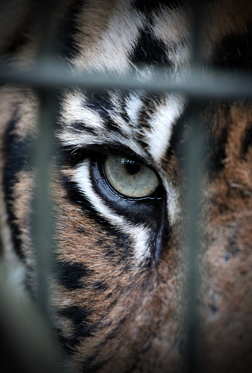 sinkingsouls:  Fierce is in the eyes 
