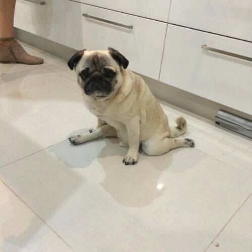 lolfactory:  Pug thinks he’s James Brown [source]✪Join Prime Student: FREE Two-Day