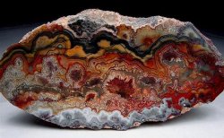 forevernoon:  Mexican Crazy Lace Agate.  