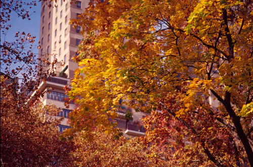 Jazz & Colors, New York City (November 2013) Kodak Ektachrome E100VS