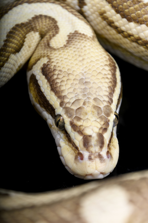 Aglaia, pastel lesser het orange ghost ball python