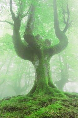 expressions-of-nature:  twisted trees in forest : Mikel Martinez de Osaba 