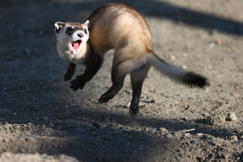 ferret-suggest:  today’s long boy: black footed ferret! this is black footed ferret,