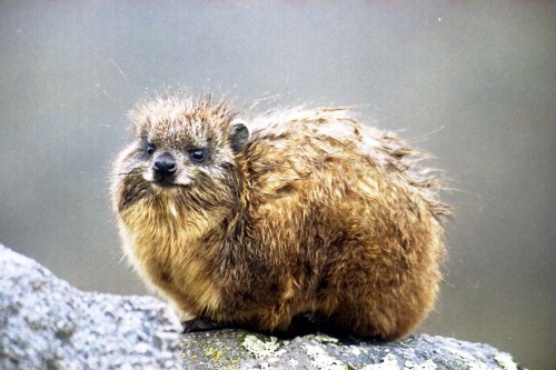 end0skeletal: The hyrax is a herbivorous animal native to Africa and the Middle East. Often mistaken