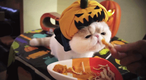 thebabyanimals:  baby animals? :)