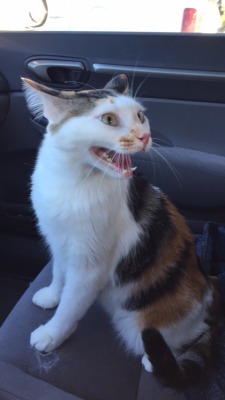 derpycats:  Rosie does not like the car 