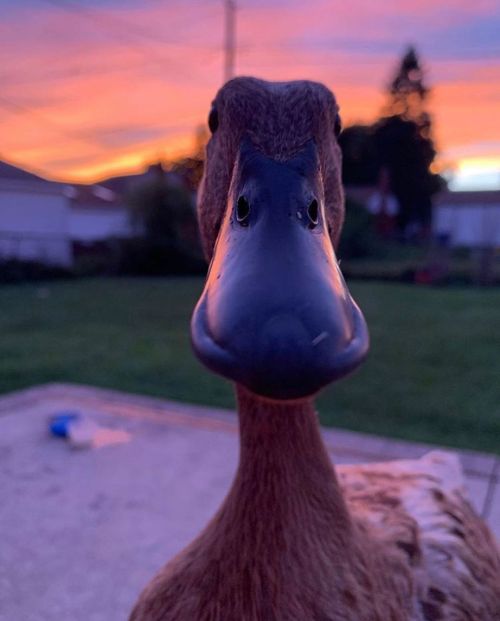 peony911:  thesassyducks:Some close up duck