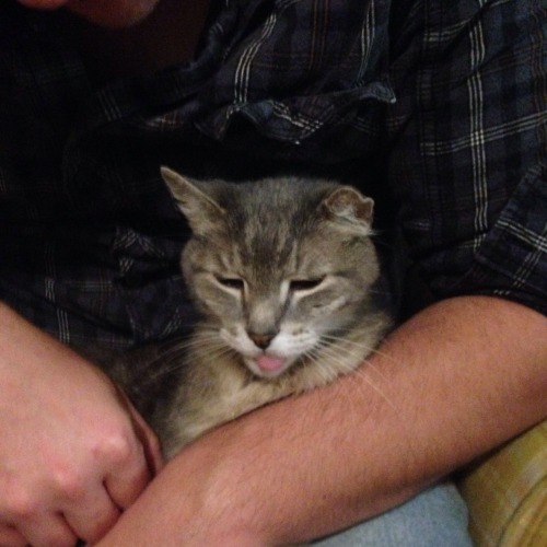 dinocatdraws: Oscar looks very dignified until you get to the tongue. @mostlycatsmostly