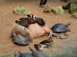 yveinthesky: boredpanda:    Why Do Animals Like Capybaras So Much?    because they are flawless 