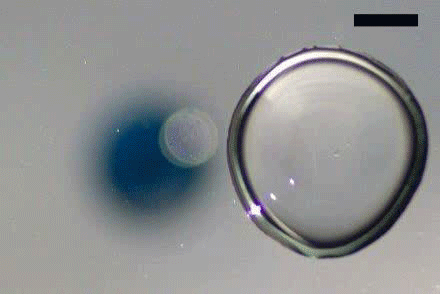 fuckyeahfluiddynamics:Depending on their surface tension, coalescing drops can create or suppress su