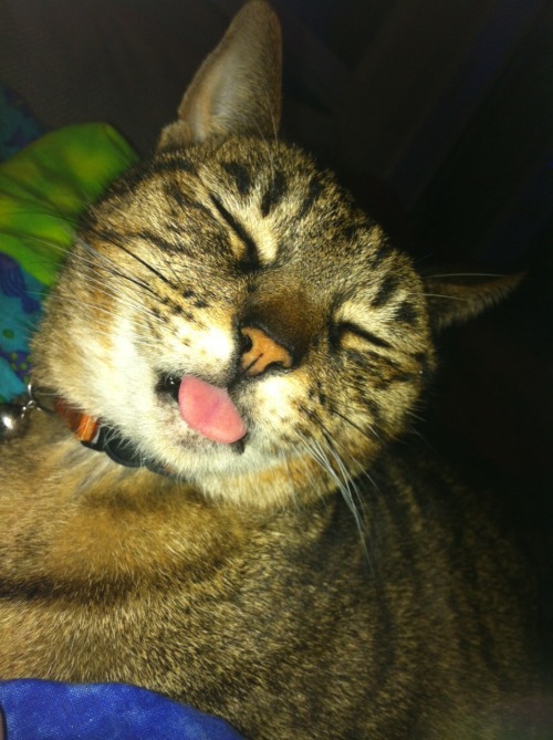 My cat Addy (submitted by sarahkodiak)